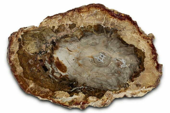 Beautiful Petrified Wood (Araucaria) Slab - Madagascar #355340